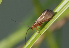 Anabolia