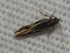 Eralea albalineella