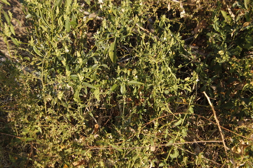 Image of Barleria senensis by (c) Tony Rebelo, some rights reserved (CC BY-SA)