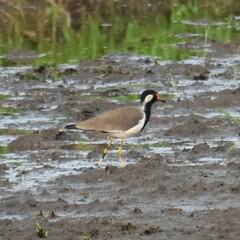 Vanellus indicus