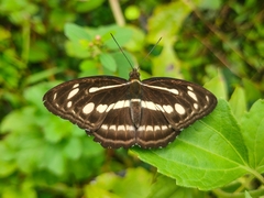 Limenitidinae