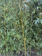 Bambusa vulgaris