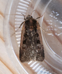 Parabagrotis exsertistigma