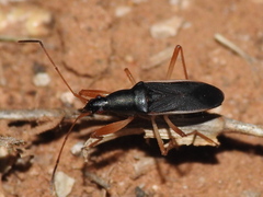 Cnemodus mavortius