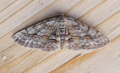 Stenoporpia pulmonaria