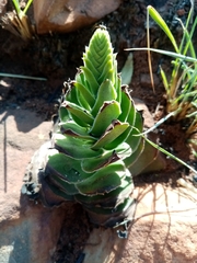 Crassula capitella nodulosa