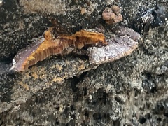 Fuscoporia gilva