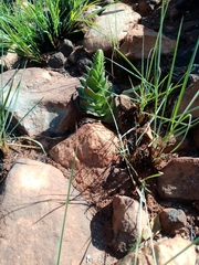 Crassula capitella nodulosa