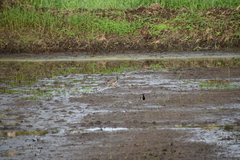 Vanellus indicus