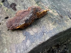 Fuscoporia gilva