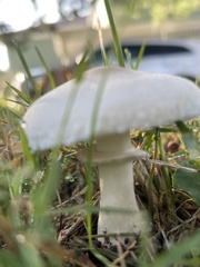 Leucoagaricus