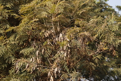 Acacia caffra image