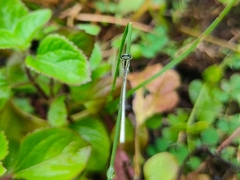 Agriocnemis lacteola