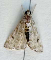 Hellula