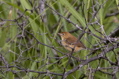 Cisticola troglodytes