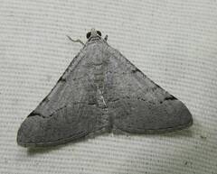 Digrammia triviata