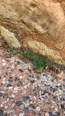 Oldenlandia corymbosa