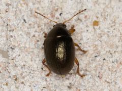 Brachypnoea lecontei