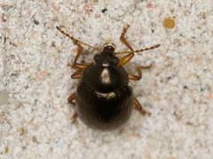 Brachypnoea lecontei