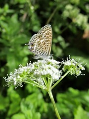 Leptotes pirithous