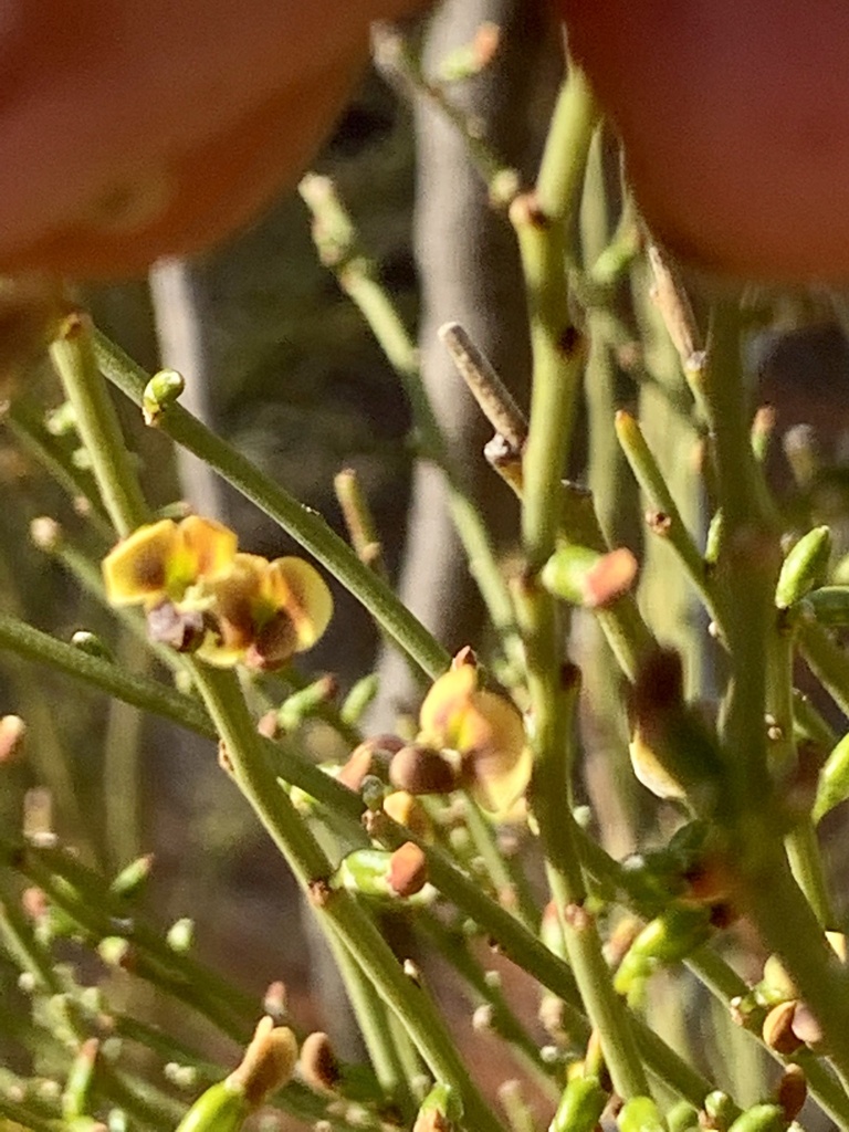 Templetonia incrassata