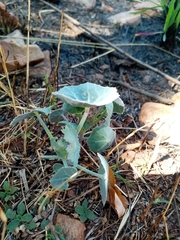 Senecio oxyriifolius