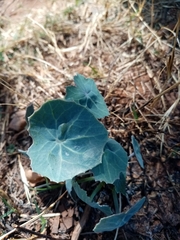 Senecio oxyriifolius