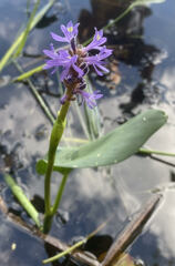 Pontederia cordata
