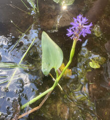 Pontederia cordata