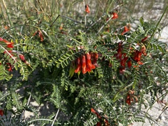 Lessertia frutescens