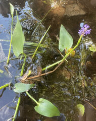 Pontederia cordata