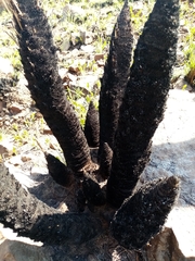 Xerophyta retinervis