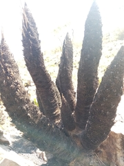 Xerophyta retinervis