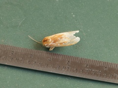Lophocampa roseata