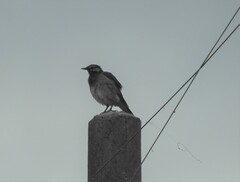 Spodiopsar cineraceus