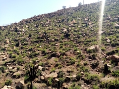 Xerophyta retinervis