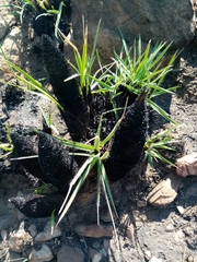 Xerophyta retinervis