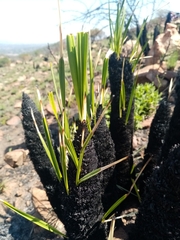 Xerophyta retinervis