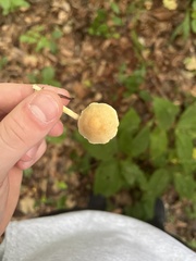 Cystoderma amianthinum