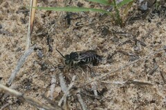 Coelioxys rufitarsis