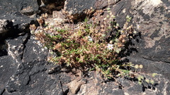 Spergularia rupicola