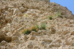 Corydalis kovakensis