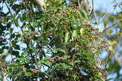 Causonis corniculata