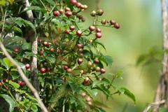 Causonis corniculata