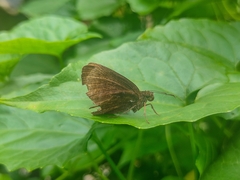 Ancistroides nigrita