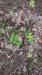 Oxalis latifolia
