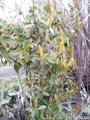 Colliguaja odorifera