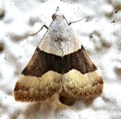 Hemeroplanis incusalis