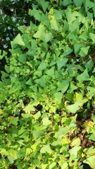 Persicaria perfoliata