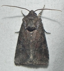 Lacinipolia meditata